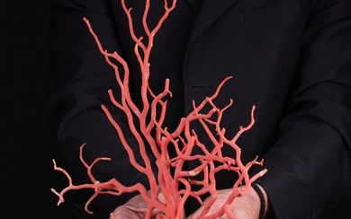 Spectacular Branching of "Rosso di Sardegna" - Coral - Corallium Rubrum - 325 x 354 x 16 mm