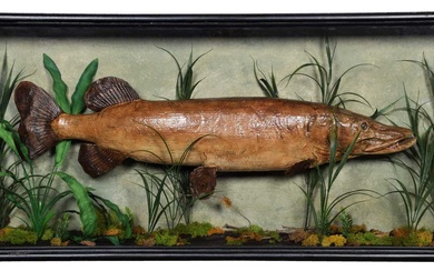 Taxidermy: A Cased Northern Pike (Esox lucius), circa early 20th...