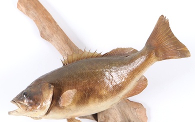 Taxidermy Smallmouth Bass on Driftwood Display
