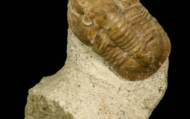 Trilobite - Top Rare Niobella lindstroemi
