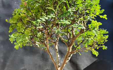 Zanthoxylum beecheyanum Bonsai tree 20 year old plant