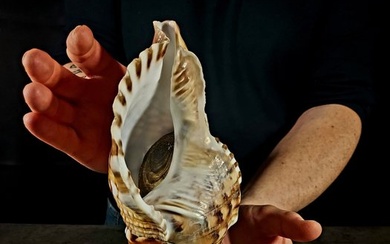 large collectible shell with operculum Taxidermy full body mount - Charonia tritonia - 29 cm - 14 cm - 11 cm - esemplare NON in cites - 1