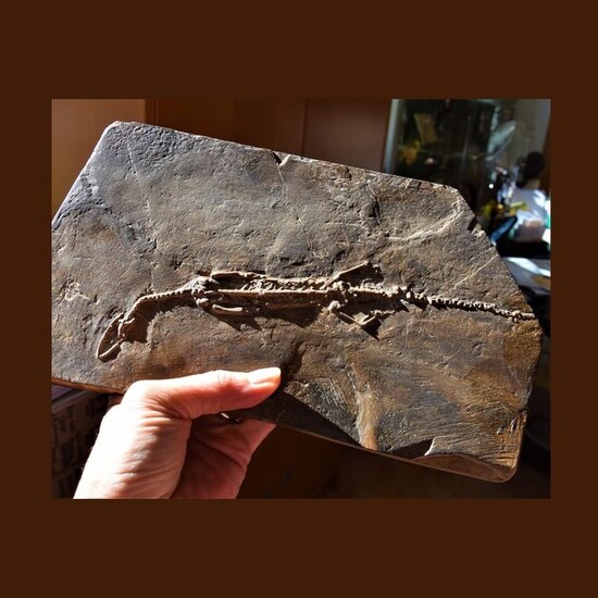 rare marine reptile - rich in detail, original find on matrix - Neusticosaurus peyeri - 27.5×15×1 cm