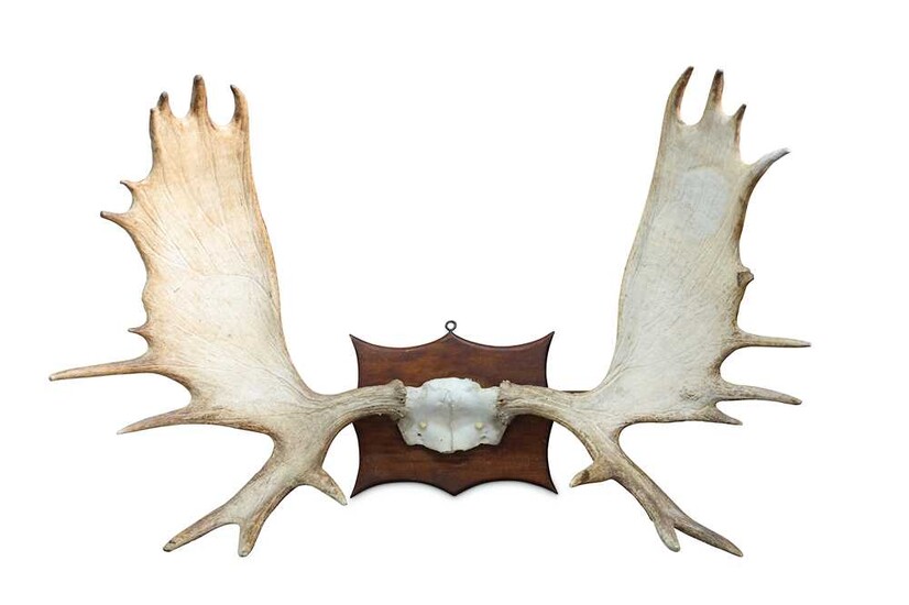 A SET OF RECORD CLASS AMERICAN MOOSE ANTLERS Alces...