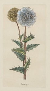A Pair of Gilt Framed Hand Colored Botanical Engravings