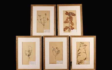 A Set of Five Framed Pressed Flower Specimens, each with a hand scribed label Circa 1930/40's. The m