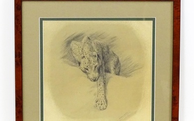Arthur Wardle (1864-1949), Pencil sketch, A study of a leopa...