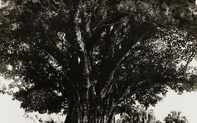 Jerry Uelsmann (Am. 1934-2022), "Rock Tree" 1969, Gelatin silver print, framed under glass