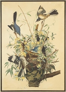 John James Audubon (American, 1785-1851) Mocking Bird.