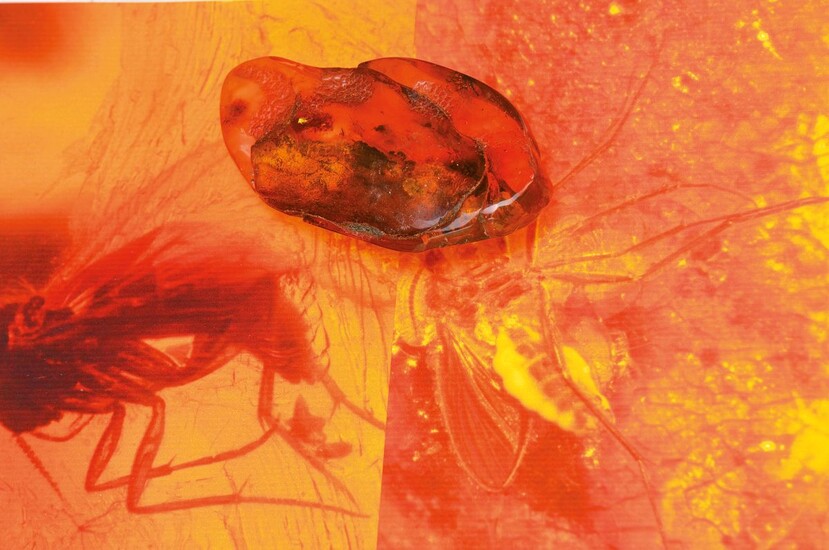 Large Baltic amber with long-leg fly and...