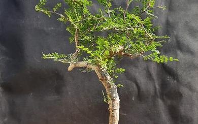 Operculicarya Decaryi Bonsai- Natural bonsai - Exotic from Madagascar. At least 20 years old
