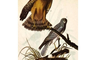 c1946 Audubon Print, #356 Marsh Hawk