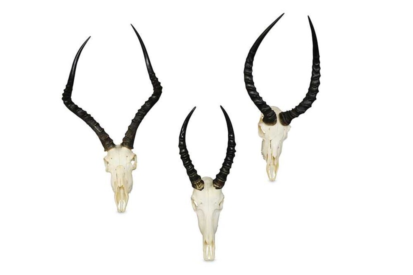 TWO SETS OF IMPALA HORNS AND SKULLS AND A...