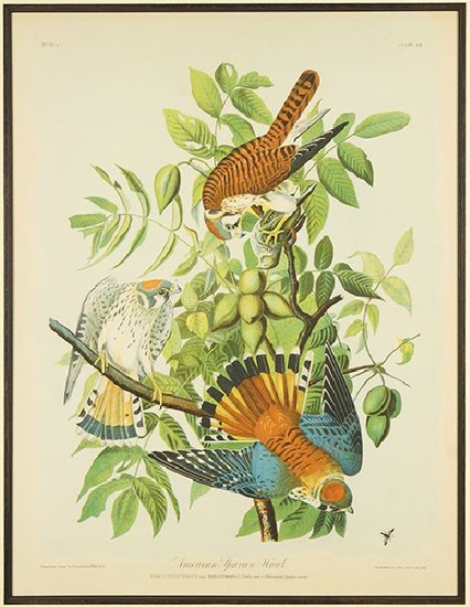 John James Audubon (American, 1785-1851) American