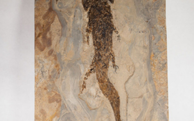 Complete Amphibian - Sclerocephalus sp. (45 cm) - 61×30×1.8 cm