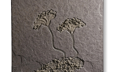 A DOUBLE FOSSIL SEA LILY PLAQUE, GERMANY
