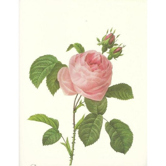 After Pierre-Jospeh Redoute, Floral Print, #118 Rosa