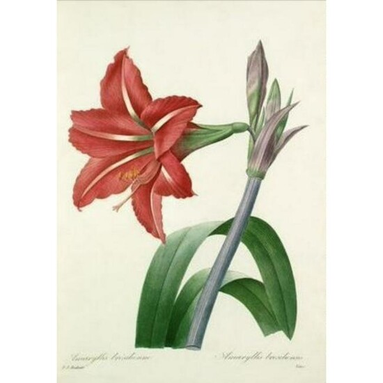 After Pierre-Jospeh Redoute, Floral Print, #4 Amaryllis