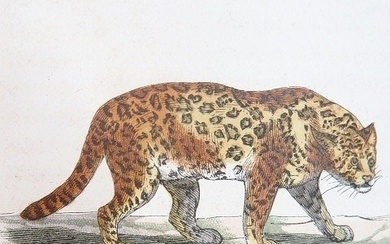 Auguste Lereboullet - Zoologie du jeune âge ou Histoire naturelle des animaux. 34 planches en couleurs - 1860