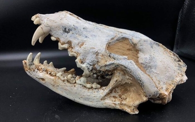 Early Wolf Skull - - - Canis teilhardi - 11×11×22 cm