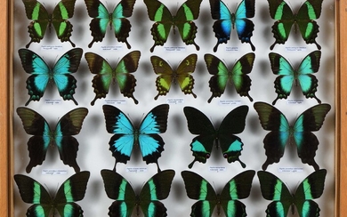 Ensemble de Papilio Inde-Australiens 18 ex.