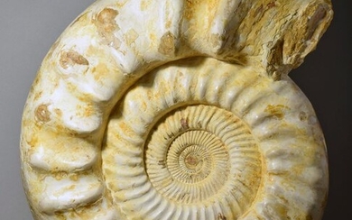 Exceptional 41 cm ammonite - Kranaosphinctes sp.