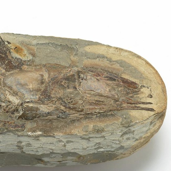 Fish Fossil in Two Pieces, Vinctifer Comptoni.
