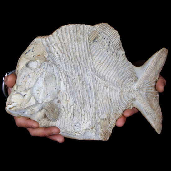 Fossil Pycnodont Fish - Museum Quality - 3D Preparation - Neoproscinetes penalvai - 360×240×50 mm