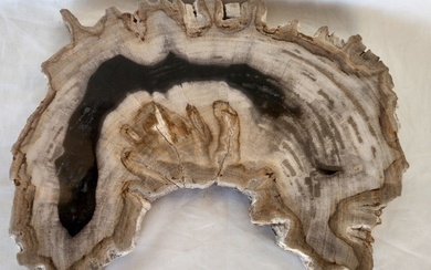 Fossil wood - Fossilised wood - 2.5 cm - 30 cm (No Reserve Price)