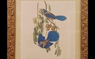 Framed Florida Jays Print After John James Audubon (1785-1851)