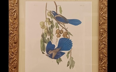 Framed Florida Jays Print After John James Audubon (1785-1851)
