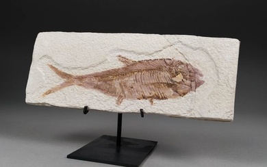 Herring-like Fossil Fish on original matrix - mounted on custom metal stand - Fossilised animal - Knightia eocaena - 21 cm - 8 cm (No Reserve Price)