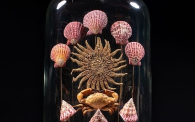 Marine composition under glass case - Spiny Sunstar, Pecten Pallium, Trhocus Acutangulus, Lophopanopeus Bellus - 430×310×180 mm