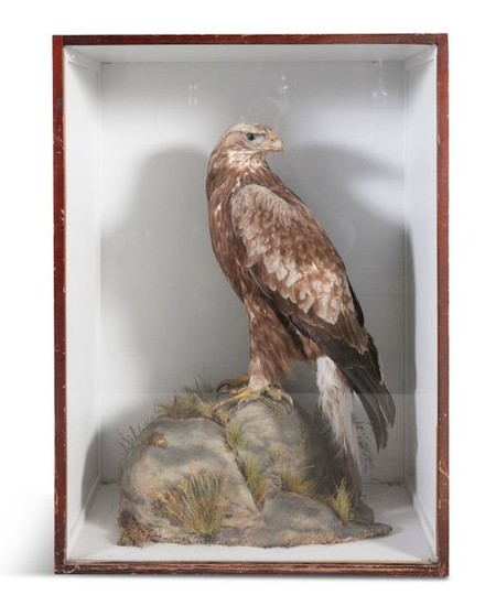 TAXIDERMYA 19TH CENTURY SPECIMEN OF A WHITE TAILED…