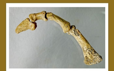 complete finger of a cave bear - very well preserved bone with a claw - Ursus spelaeus - 17.5×3.2×2.2 cm