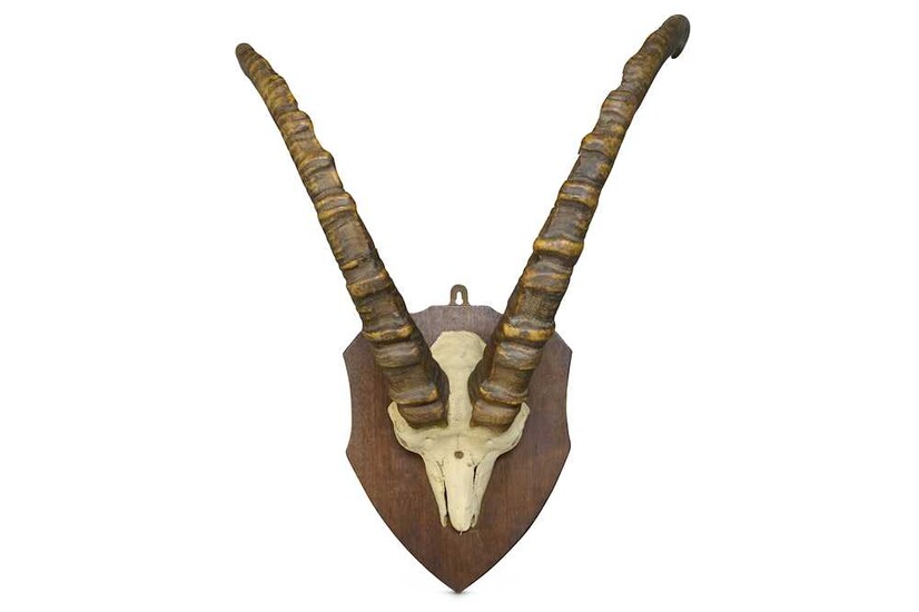 A PAIR OF WALIA IBEX HORNS the skull mounted...