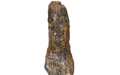 Very Large Dinosaur Tooth With Root