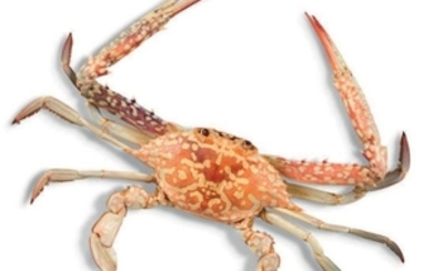 Crabe nageur Portunus pelagicus, Indonésie -...