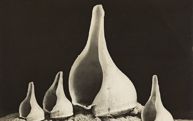 IMOGEN CUNNINGHAM (1883-1976) Four Shells.
