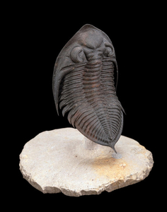 Odontochile Trilobite