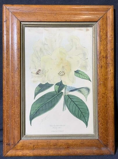 WHE Hand Colored Rhododendron Engraving
