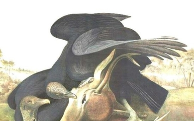 c1946 Audubon Print, #106 Black Vulture