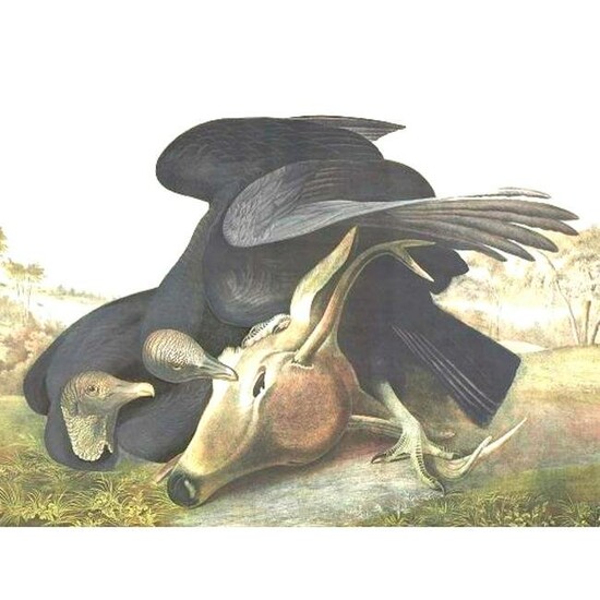 c1946 Audubon Print, #106 Black Vulture