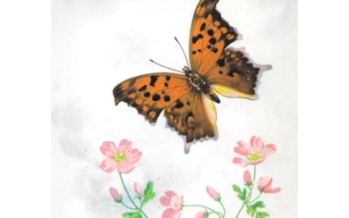 1920's Violet Tip Butterfly Color Lithograph Print