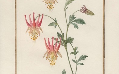 Pancrace Bessa Paris, 1772 - Ecouen, 1846 Narcisse bulbocode (Narcissus bulbocodium) et Ancolie du Canada (Aquilegia canadensis)