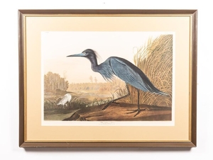 After Audubon, "Blue Crane or Heron", Amsterdam Ed