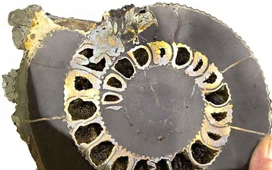Beautiful Iridescent & Pyrite Sliced Ammonite sectioned and polished - 250×210×23.5 mm - 1726 g