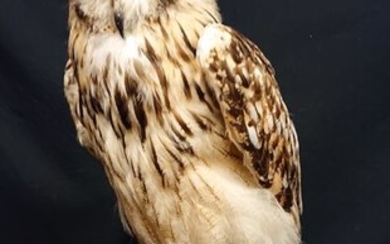 Bengal Eagle Owl - on large natural perch - Bubo bubo bengalensis - 24×50×50 cm