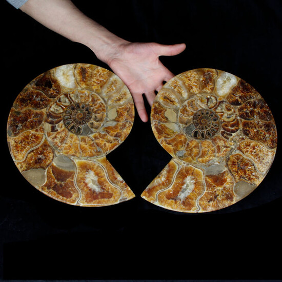 EXTRA QUALITY !!! Aragonite - Cleoniceras Superb Ammonite Sectioned - 6180 g