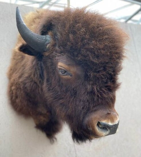 Fine North American 'Buffalo' Shoulder Mount - Bison bison - 120×60×85 cm